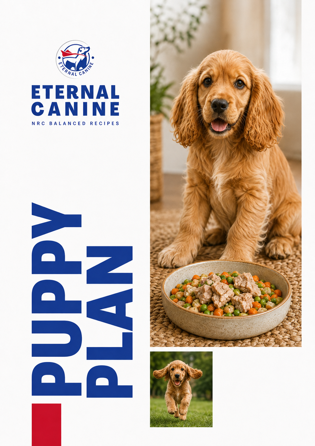 Puppy Diet Plan