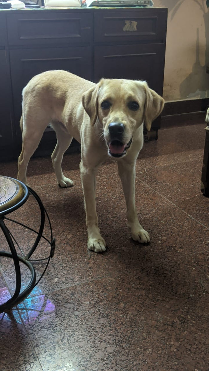 Oliver| Bangalore