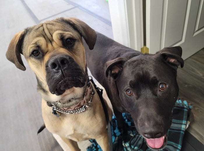 Dante & Loki | USA